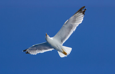White sea gull flying in the blue sunny sky over the coast of Adriatic Sea