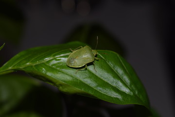 adult stage of Nezara viridula (southern green stink bug or southern green vegetable bug)