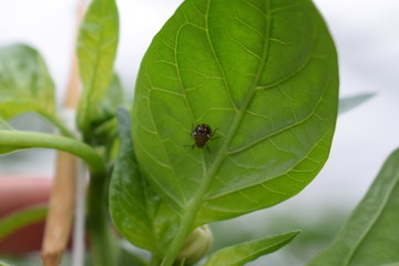 nymphal stage of Nezara viridula (southern green stink bug or southern green vegetable bug)