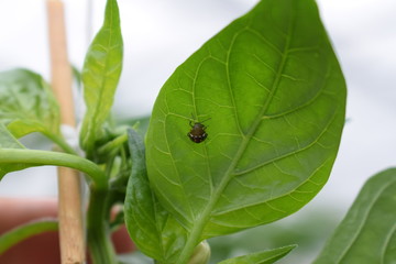 nymphal stage of Nezara viridula (southern green stink bug or southern green vegetable bug)