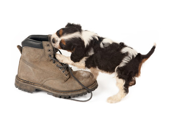 Big boot with small dog