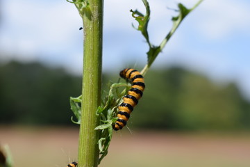 caterpillar of a cinnabar moth