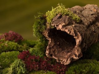 Hole in tree bark