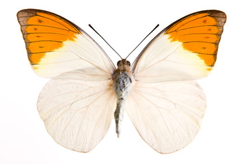 Fototapeta na wymiar Hebomia butterfly