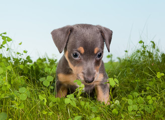 Puppy in green grass