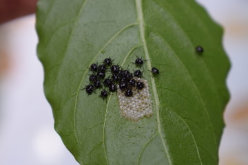nymphal stage of Nezara viridula (southern green stink bug or southern green vegetable bug)