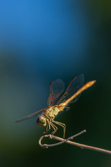 Allphotokz Dragonfly 20170724 1373 D810