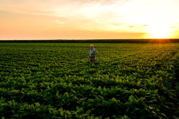 Senior farmer standing in soybean field examining crop at sunset.