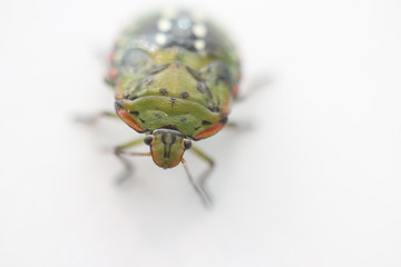 nymphal stage of Nezara viridula (southern green stink bug or southern green vegetable bug)