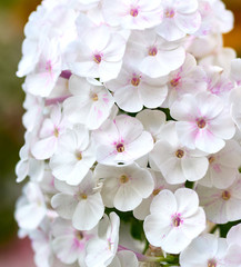 Fototapeta na wymiar white blooming Phlox paniculata is a perennial herb