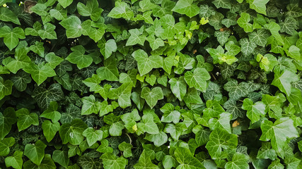 background of green leaves