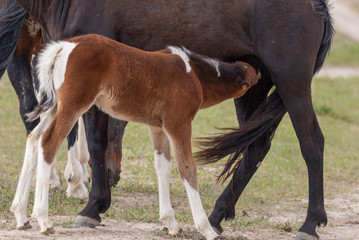 Wild Horse Mare and Foal in Spring in Utah