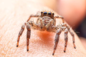 Close up of the jumping spiger on hand. Selective focus of the yellow spider on finger in the morning.