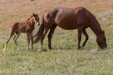 Wild Horse Mare and Foal in Spring in Utah