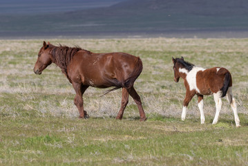 Wild Horse Mare and Foal in Spring in Utah