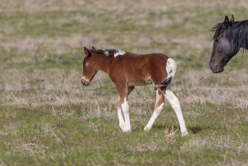 Wild Horse Mare and Foal in Spring in Utah