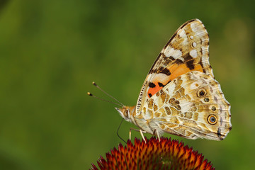 Butterfly in summer sits on a flower background green blurred horizontal