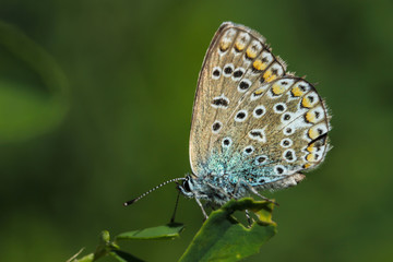 Fototapeta na wymiar Butterfly in summer sits on a flower background green blurred horizontal