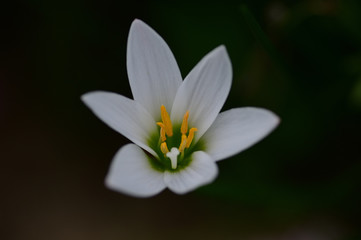 Look! Flowers are blooming. They are beautiful!