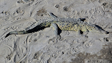 Crocodiles sauvages du Costa Rica
