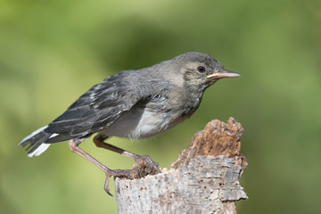 Portrait of White wagtail (Motacilla alba)