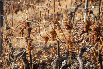 Vendanges tardives