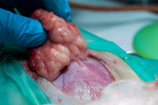 close-up photo of a cat abdomen. epiplocele (omentum hernia) surgery by veterinarian at the clinic