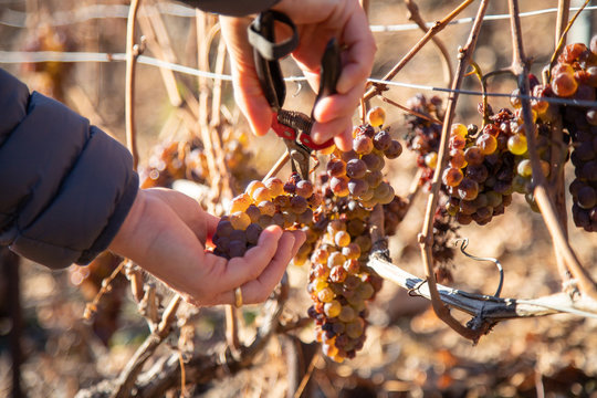 Vendanges tardives