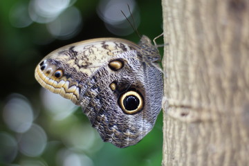 butterfly on a leaf
