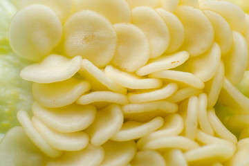 macro photo of green pepper seeds
