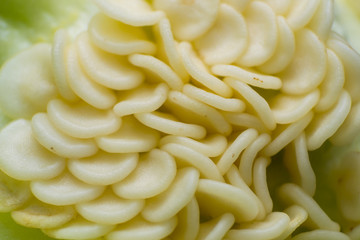 macro photo of green pepper seeds