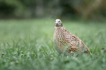 Japanische Legewachtel Henne