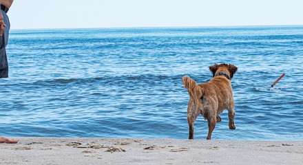 Golden retriever on beach chasing stick into ocean