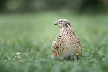 Japanische Legewachtel Henne