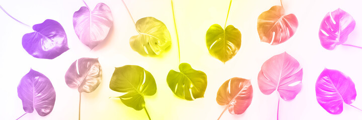 Pattern of tropical monstera leaves on trendy rainbow gradient background. Flat lay. Top view. Pop art design, creative and exotic summer concept. Minimal style. Banner in neon colors