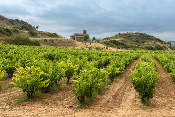 Fototapeta na wymiar Vineyards in summer with Santa Maria de la Piscina chapel as background, La Rioja, Spain