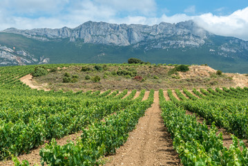 Fototapeta na wymiar Vineyard in summer at Rioja Alavesa, Basque Country, Spain