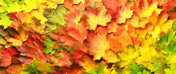 Naklejka na ściany i meble Red, orange, yellow and green maple leaves background. Golden autumn concept. Sunny day, warm weather. Top view. Banner with light bokeh