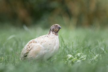 Japanische Legewachtel Henne Rotkopf