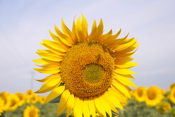 Fototapeta premium Ripening sunflower in the field
