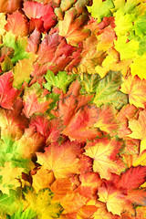 Naklejka na ściany i meble Colorful autumn leaves background with copy space. Cozy fall mood. Season and weather concept, light bokeh