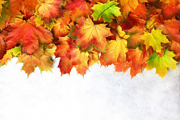 Autumn background. Season and weather concept. Colorful autumn leaves on gray concrete texture with copy space. Cozy fall mood.