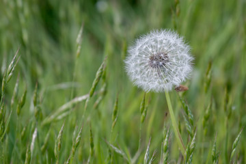Obraz na płótnie Canvas Close-up of a Dandelion (Taraxacum) seed head in a field in Godstone Surrey