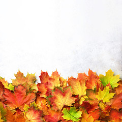 Autumn background. Season and weather concept. Colorful autumn leaves on gray concrete texture with copy space. Cozy fall mood.