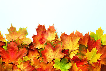 Naklejka na ściany i meble Golden autumn concept. Sunny day, warm weather. Red, orange, yellow and green maple leaves on blue background. Top view. Banner