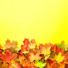Golden autumn concept. Sunny day, warm weather. Red, orange and green maple leaves on yellow background. Top view. Banner