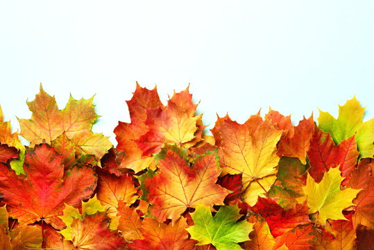 Golden autumn concept. Sunny day, warm weather. Red, orange, yellow and green maple leaves on blue background. Top view. Banner