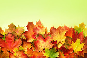 Golden autumn concept. Sunny day, warm weather. Red, orange, yellow and green maple leaves background. Top view. Banner