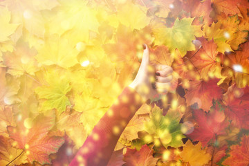 Naklejka na ściany i meble Female hand with red manicure holding gesture of likeness over colorful maple leaves background. I love gold autumn weather. Ok concept.