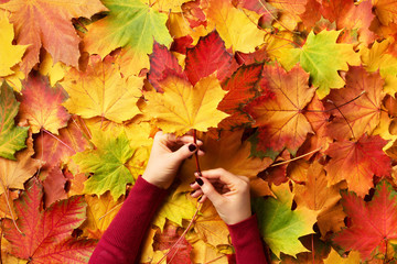 Bright autumn background. Sunny day, warm weather. Bunch of colorful maple leaves in female hands with red nails design. Top view. Banner